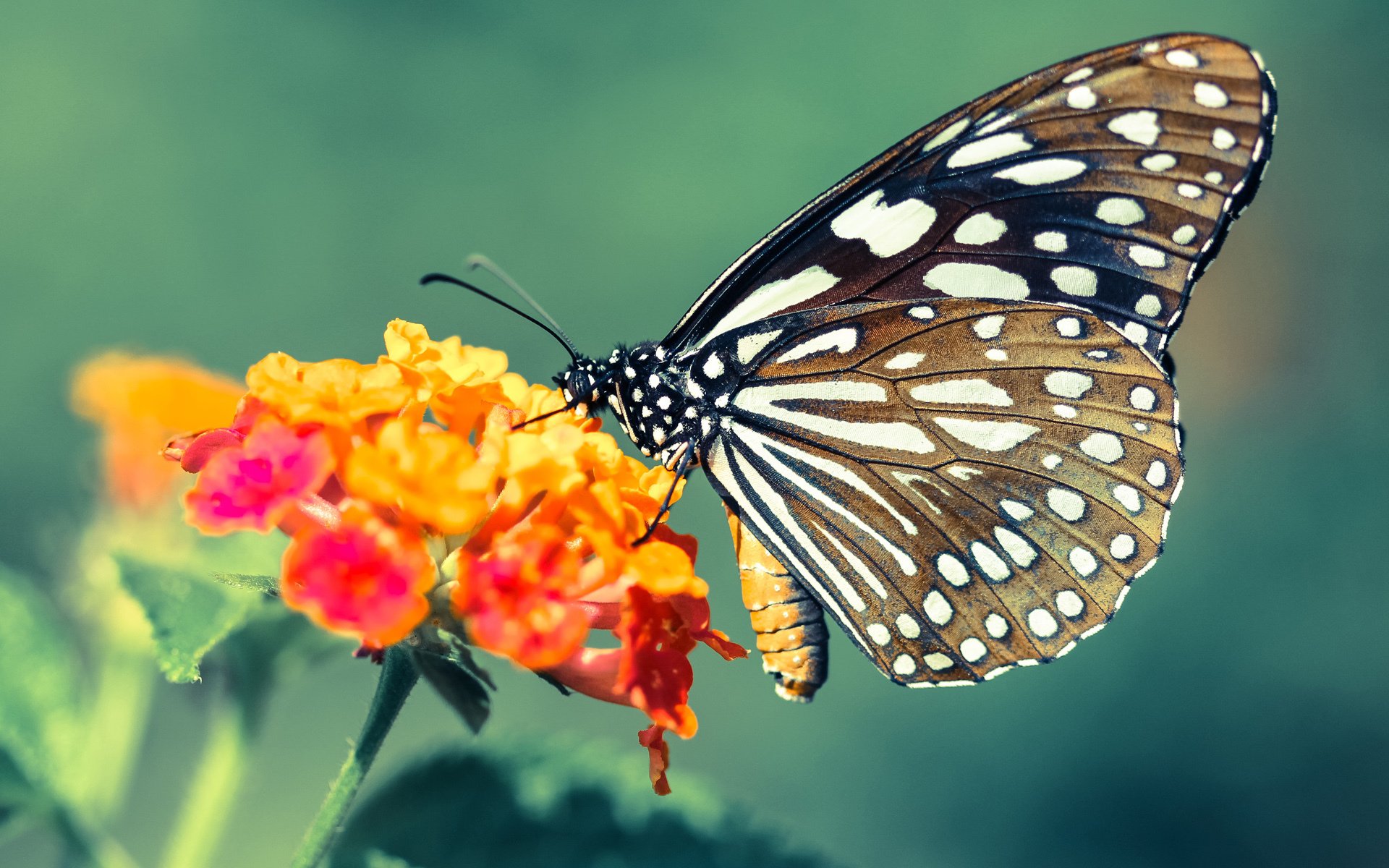 福克斯大场面先生，F1年度争冠之夜的终极主宰